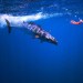 The Wahoo is the fastest fish in the ocean!